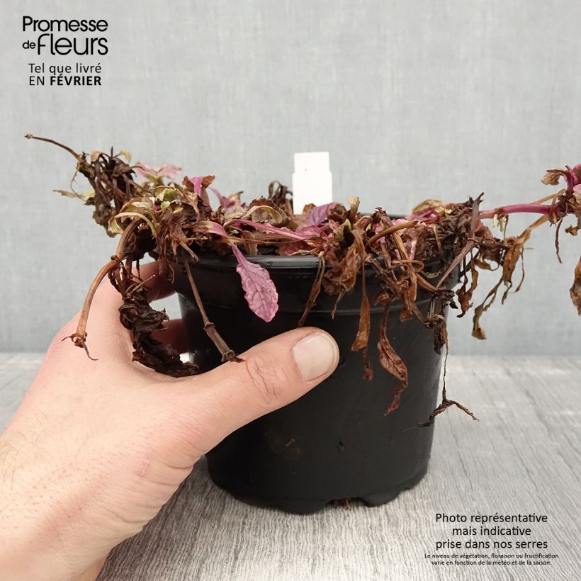 Spécimen de Bugle rampante - Ajuga reptans Burgundy Glow Pot de 2L/3L tel que livré en hiver