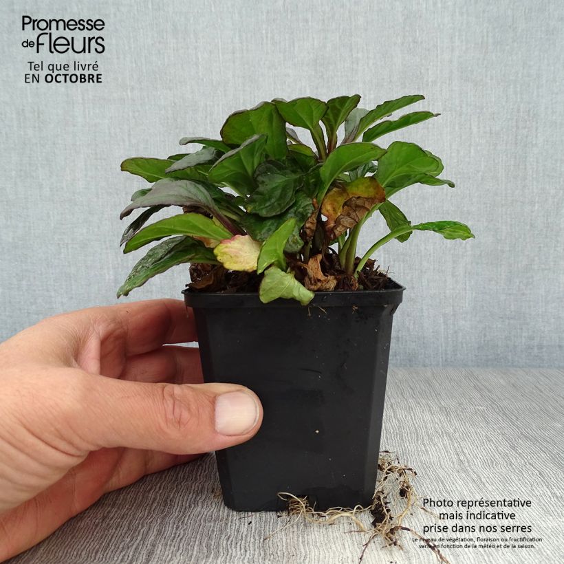 Spécimen de Bugle rampante - Ajuga reptans Catlin's Giant Godet de 8/9 cm tel que livré en automne