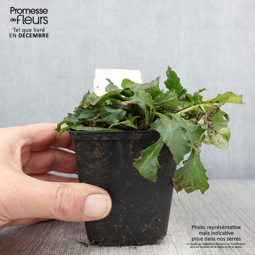 Spécimen de Bugle rampante - Ajuga reptans Godet de 8/9 cm tel que livré en automne