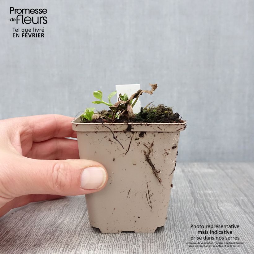 Spécimen de Bugle rampante - Ajuga reptans Golden Glow Godet de 8/9 cm tel que livré en hiver