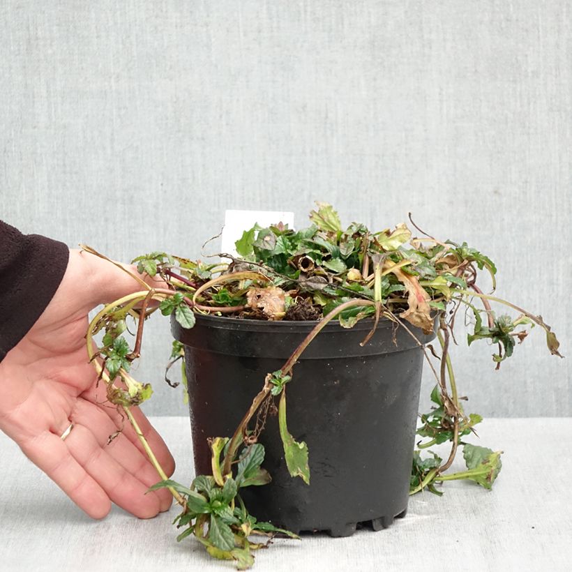 Spécimen de Bugle rampante - Ajuga reptans Pot de 2L/3L tel que livré en automne