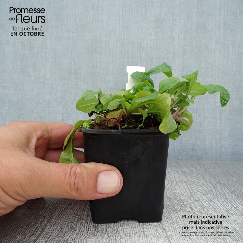 Spécimen de Bugle rampante, Ajuga reptans Rosea Godet de 8/9 cm tel que livré en automne