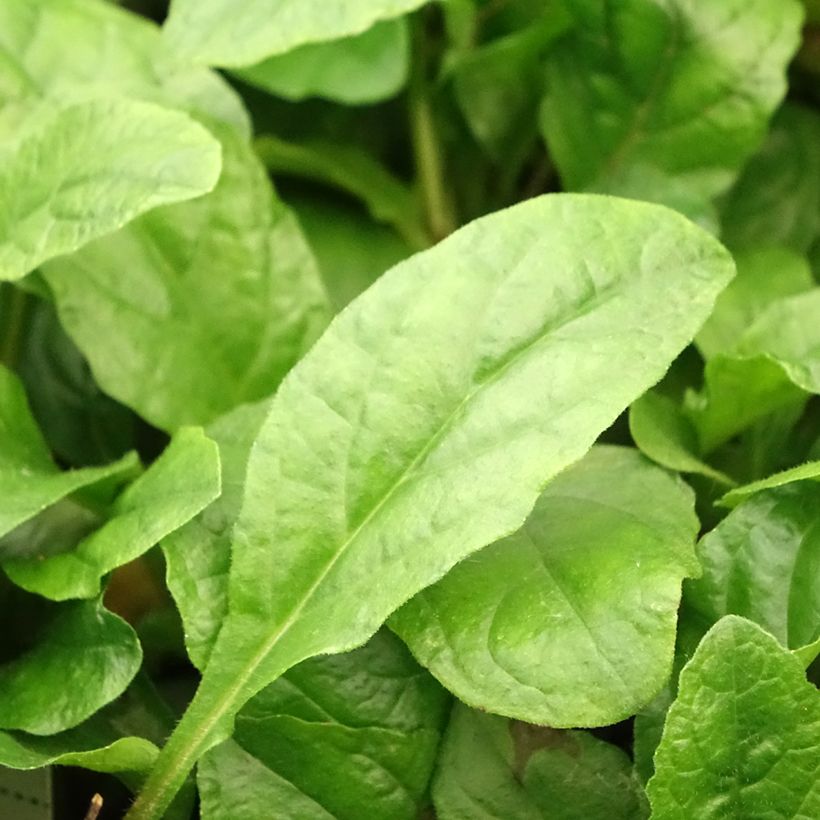 Bugle rampante, Ajuga reptans Rosea (Feuillage)