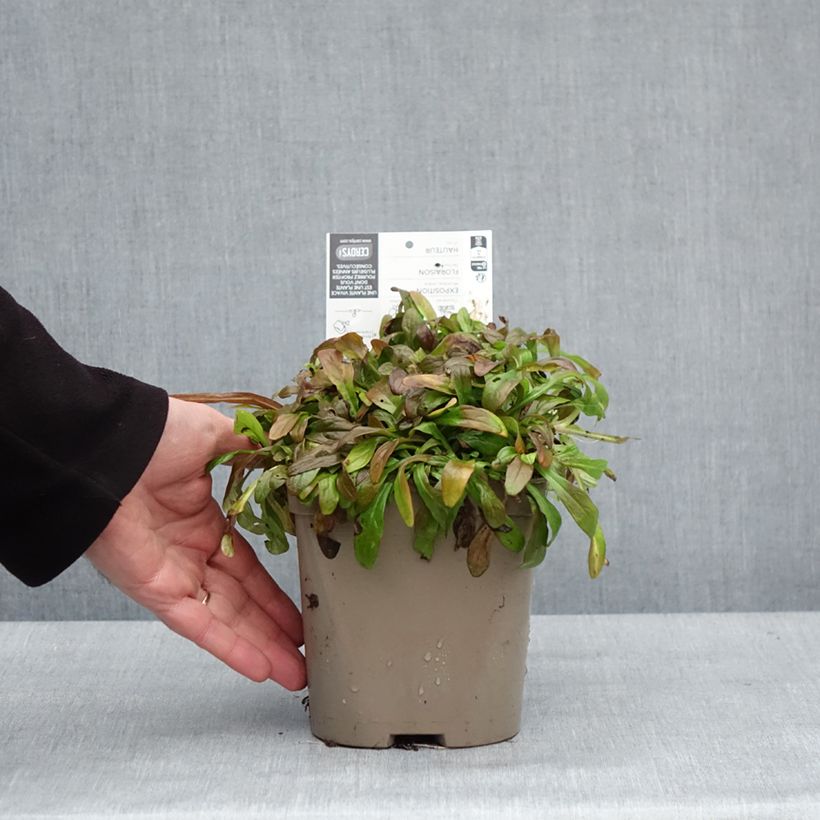 Spécimen de Bugle rampante - Ajuga tenorii Cordial Canary Pot de 2L/3L tel que livré en hiver