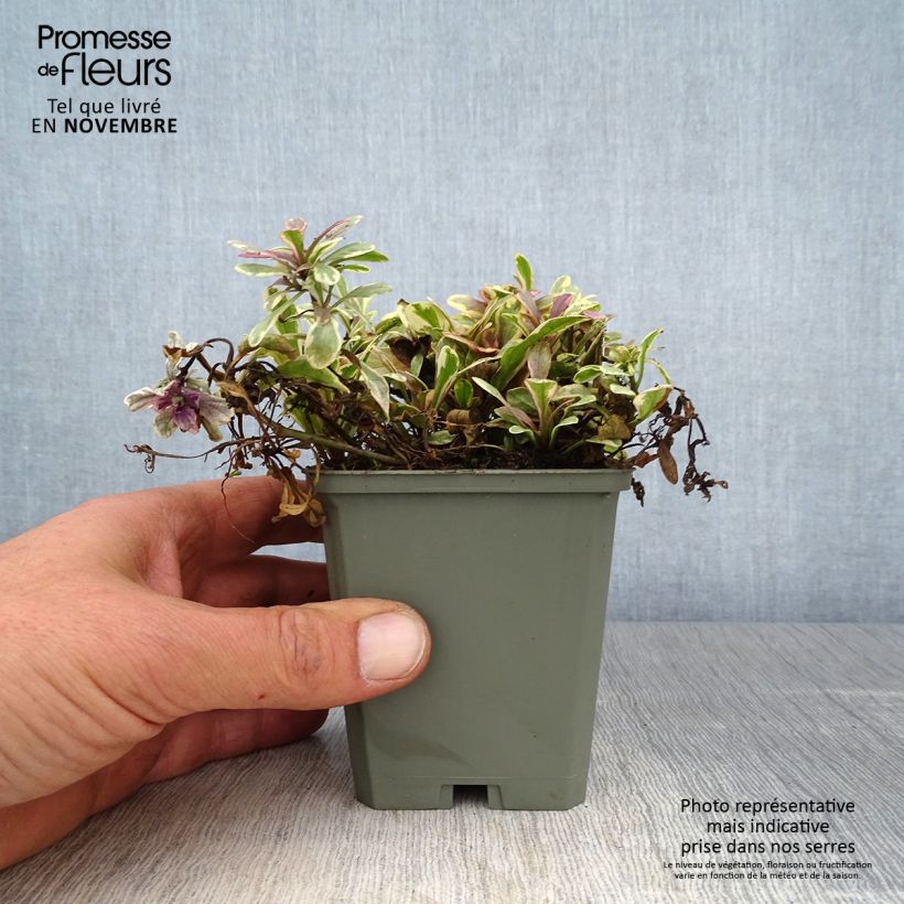 Spécimen de Bugle rampante - Ajuga tenorii Princess Nadia Godet de 8/9 cm tel que livré en automne