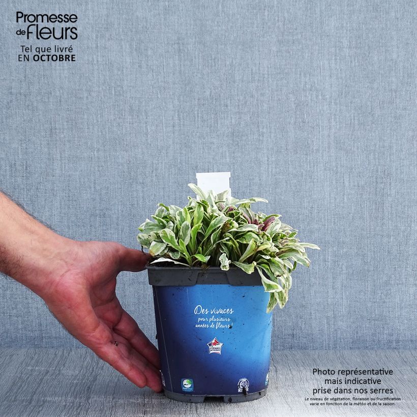 Spécimen de Bugle rampante - Ajuga tenorii Princess Nadia Pot de 1,5L/2L tel que livré en automne