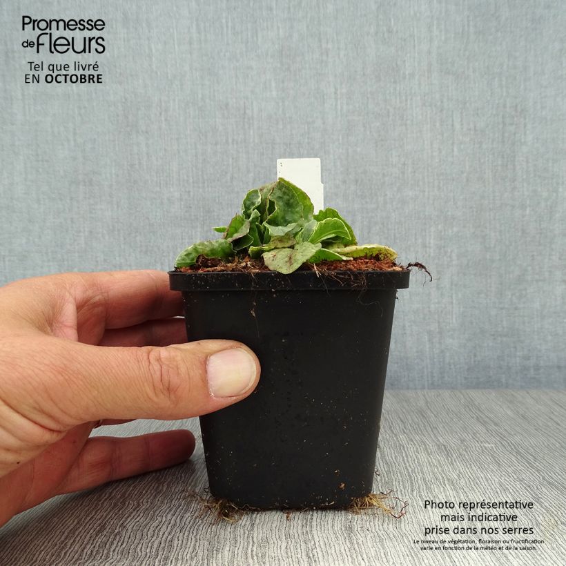 Spécimen de Bugle rampante panachée - Ajuga reptans Variegata Godet de 8/9 cm tel que livré en automne