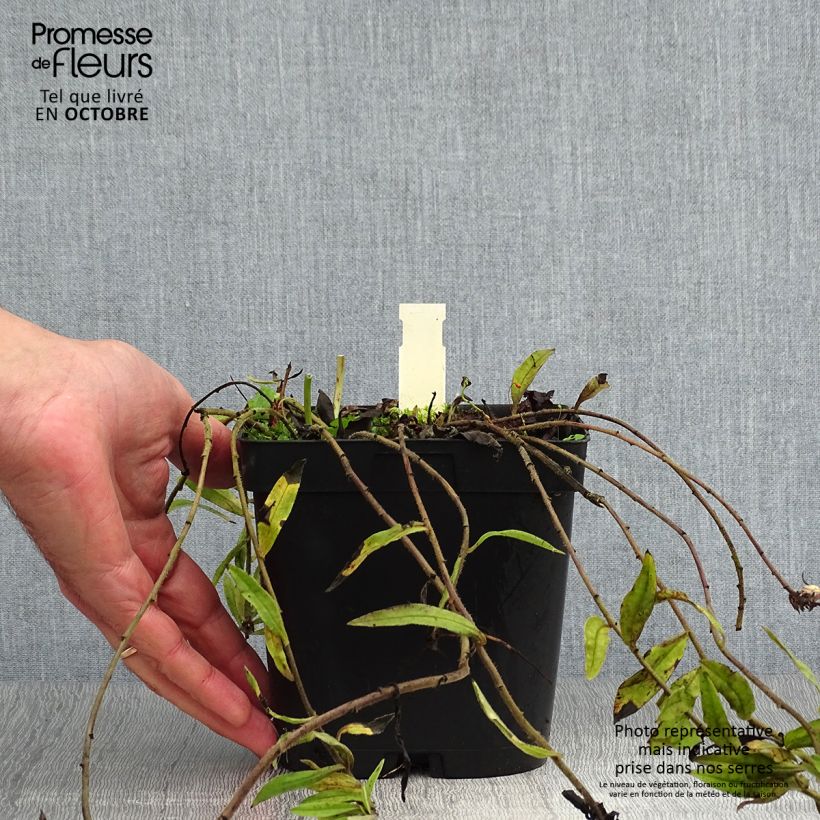 Spécimen de Buglossoides purpurocaerulea - Grémil pourpre bleu Pot de 2L/3L tel que livré en automne