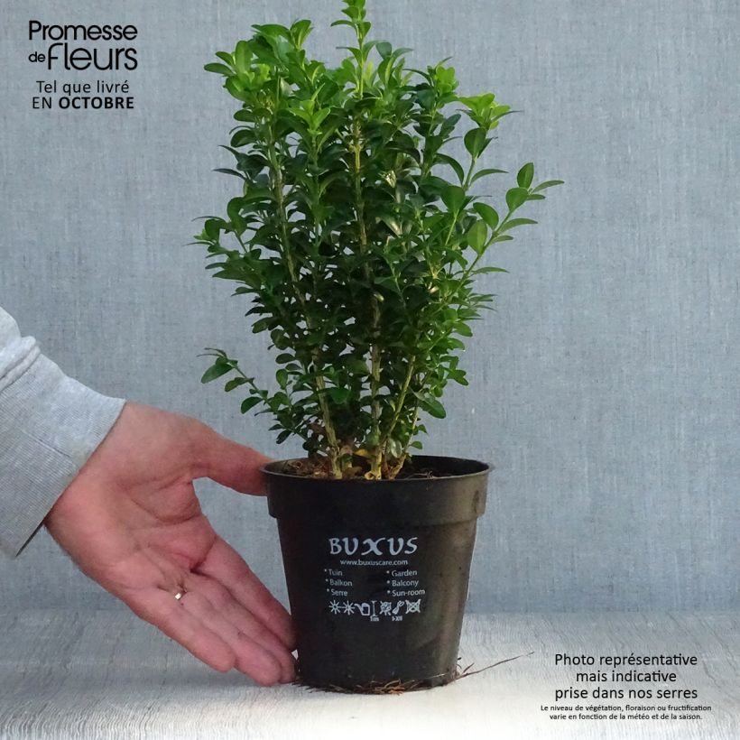 Spécimen de Buis bordure - Buxus sempervirens Pot de 12 cm / 13 cm tel que livré en automne