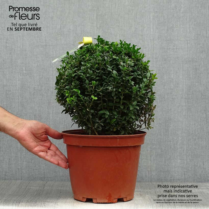 Spécimen de Buis boule - Buxus sempervirens Pot de 7,5L/10L, Boule tel que livré en automne