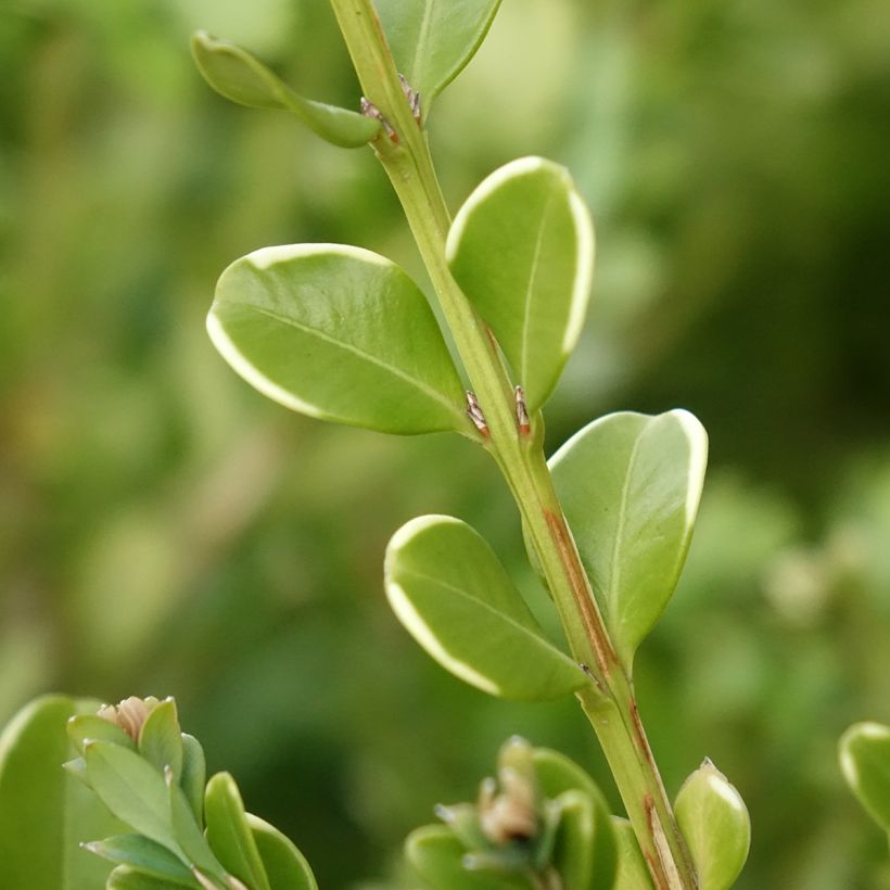 Buis - Buxus Betterbuxus Babylon Beauty (Feuillage)