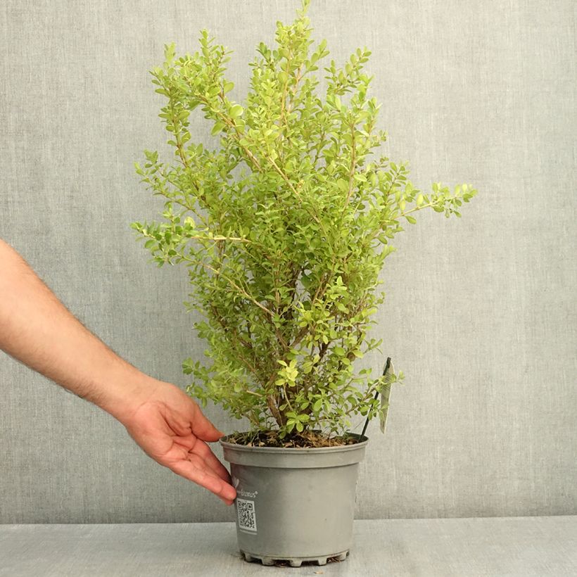 Spécimen de Buis - Buxus Betterbuxus Babylon Beauty Pot de 3L/4L tel que livré en été
