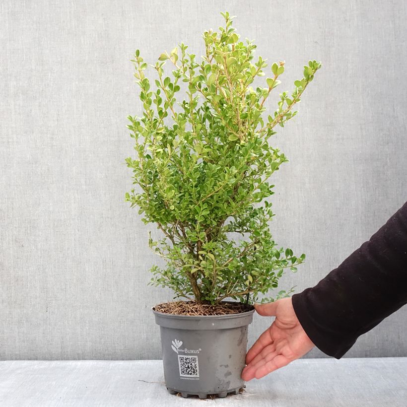 Spécimen de Buis - Buxus Betterbuxus Babylon Beauty Pot de 3L/4L tel que livré en hiver