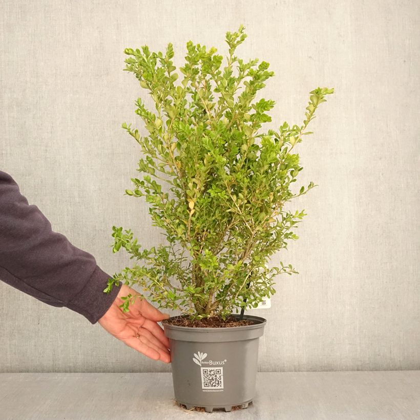 Spécimen de Buis - Buxus Betterbuxus Babylon Beauty Pot de 3L/4L tel que livré au printemps