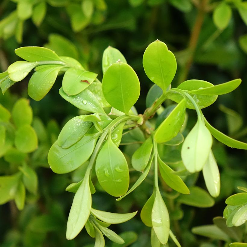 Buis - Buxus Betterbuxus Heritage (Feuillage)