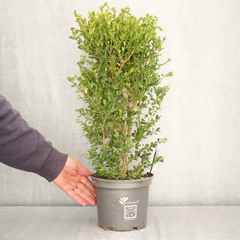 Spécimen de Buis - Buxus Betterbuxus Heritage Pot de 3L/4L tel que livré au printemps