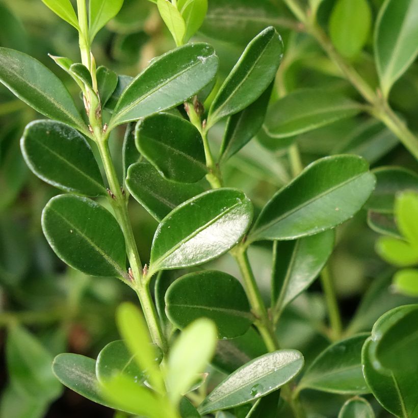 Buis - Buxus Betterbuxus Skylight (Feuillage)