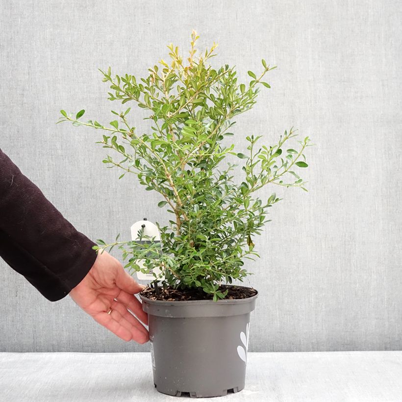 Spécimen de Buis - Buxus Betterbuxus Skylight Pot de 3L/4L tel que livré en hiver