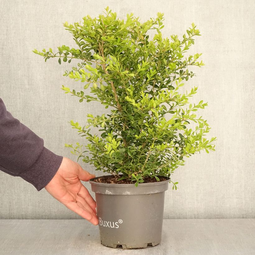 Spécimen de Buis - Buxus Betterbuxus Skylight Pot de 3L/4L tel que livré au printemps