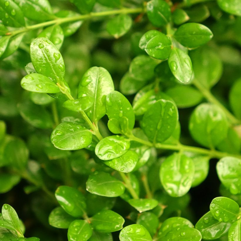 Buis - Buxus microphylla Faulkner (Feuillage)