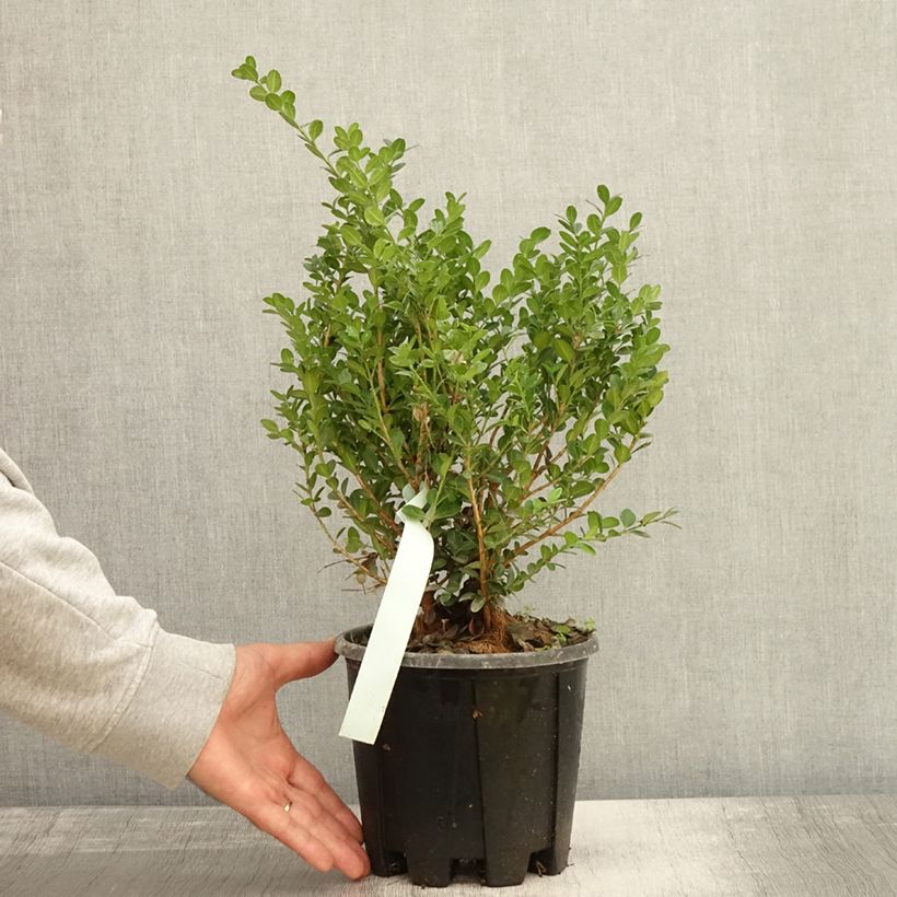 Spécimen de Buis - Buxus microphylla Faulkner  Pot de 2L/3L tel que livré en automne