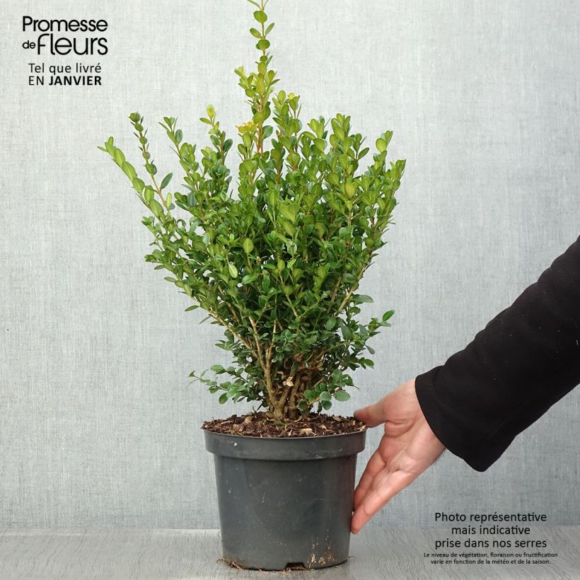 Spécimen de Buis - Buxus microphylla Faulkner  Pot de 2L/3L tel que livré en hiver