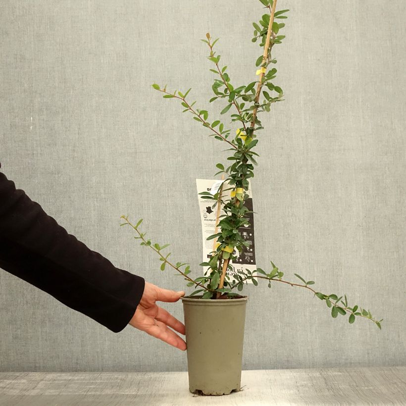 Spécimen de Pyracantha coccinea Saphyr Jaune - Buisson ardent   Pot de 2L/3L tel que livré en automne
