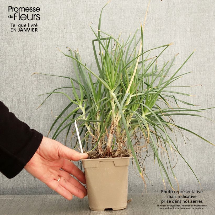 Spécimen de Bulbine frutescens - Bulbine jaune Pot de 1L/1,5L tel que livré en hiver