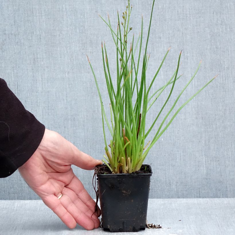 Spécimen de Bulbine frutescens Hallmarck Godet de 8/9 cm tel que livré en automne