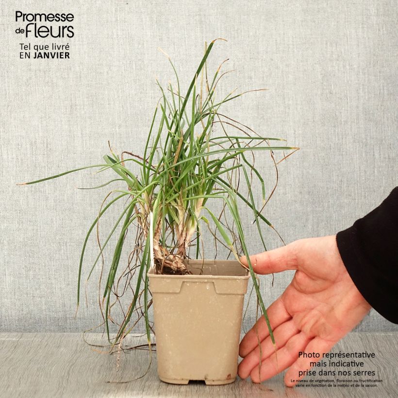 Spécimen de Bulbine frutescens Hallmarck Pot de 1L/1,5L tel que livré en hiver