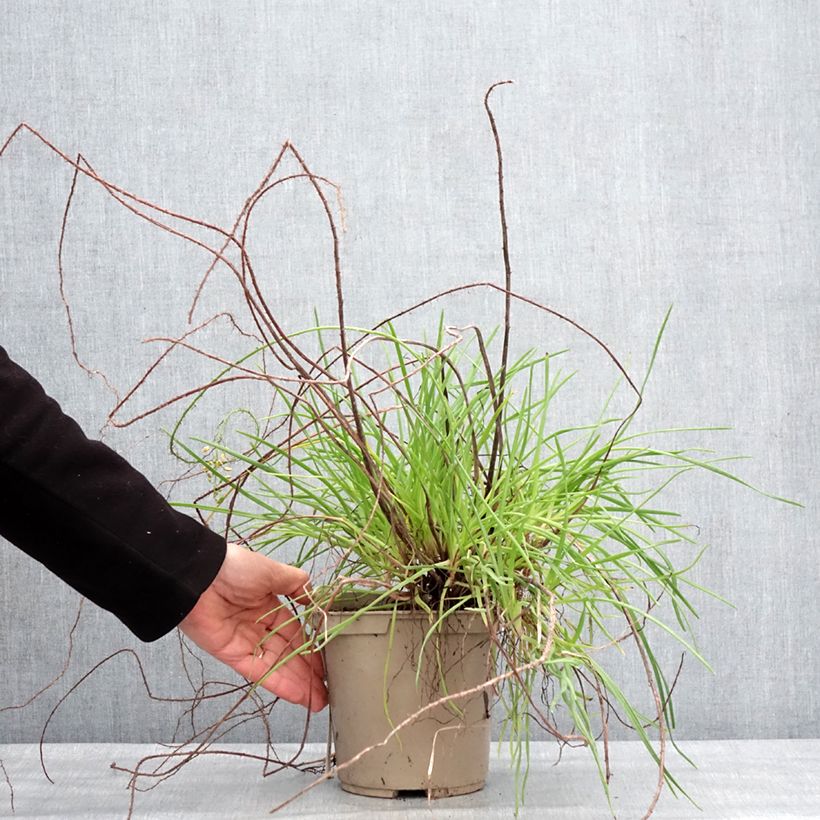 Spécimen de Bulbine frutescens Medicus Pot de 3L/4L tel que livré en hiver