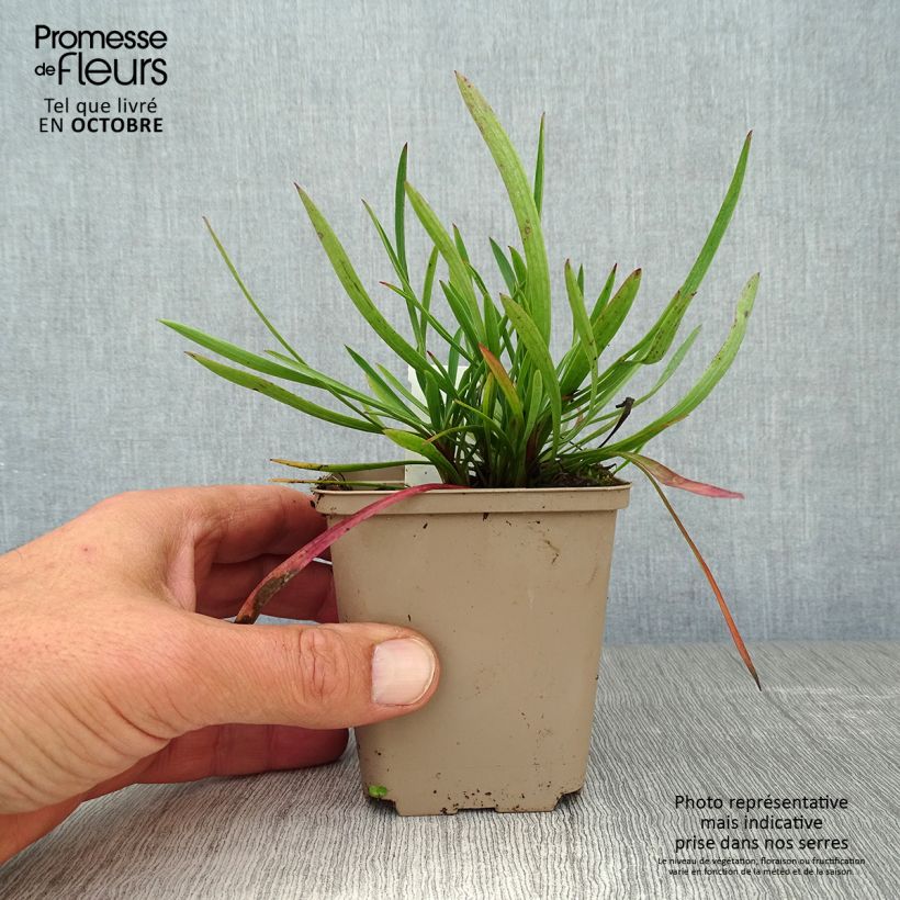 Spécimen de Bupleurum falcatum - Buplèvre en faux Godet de 8/9 cm tel que livré en automne