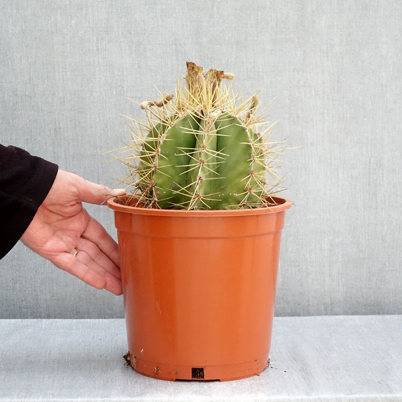 Spécimen de Cactus - Astrophytum ornatum Pot de 4L/5L, 16/18 diamètre tel que livré en automne