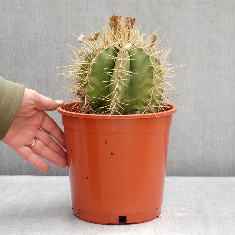 Spécimen de Cactus - Astrophytum ornatum Pot de 4L/5L, 16/18 diamètre tel que livré en hiver
