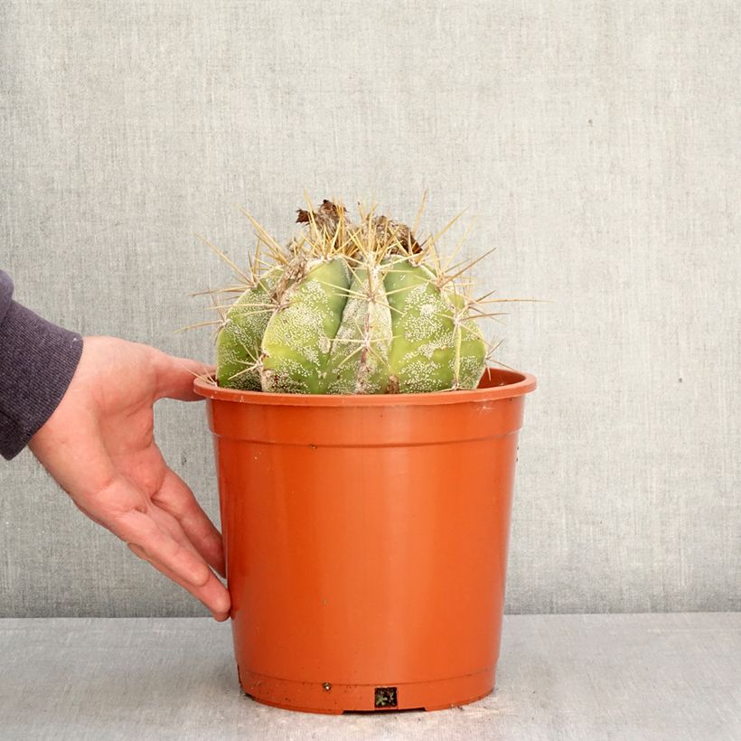 Spécimen de Cactus - Astrophytum ornatum Pot de 4L/5L, 16/18 diamètre tel que livré au printemps
