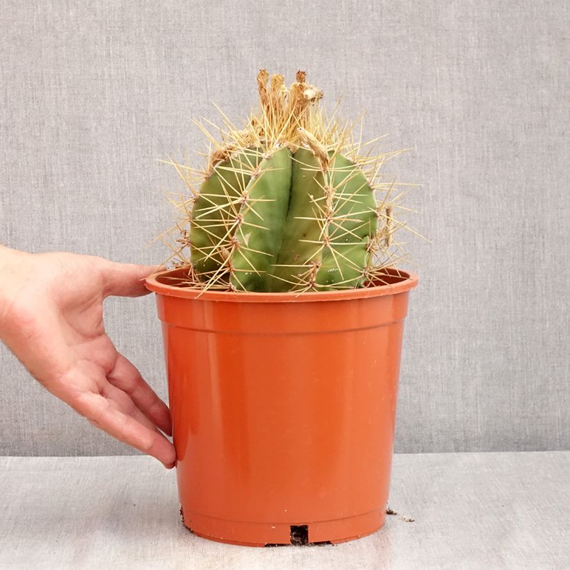 Spécimen de Cactus - Astrophytum ornatum Pot de 4L/5L, 16/18 diamètre tel que livré en été