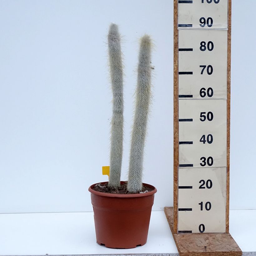 Spécimen de Cactus cierge - Cleistocactus strausii Pot de 12L/15L tel que livré en hiver