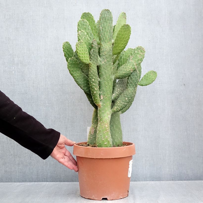 Spécimen de Cactus - Consolea rubescens Pot de 7,5L/10L tel que livré en automne