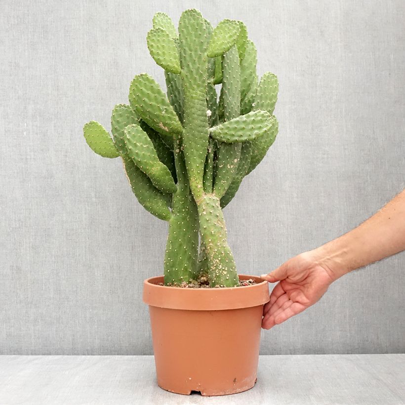 Spécimen de Cactus - Consolea rubescens Pot de 7,5L/10L tel que livré en été