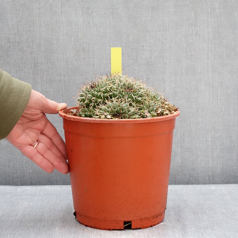 Spécimen de Cactus - Mammillaria compressa Pot de 4L/5L, 15/18 diamètre tel que livré en hiver