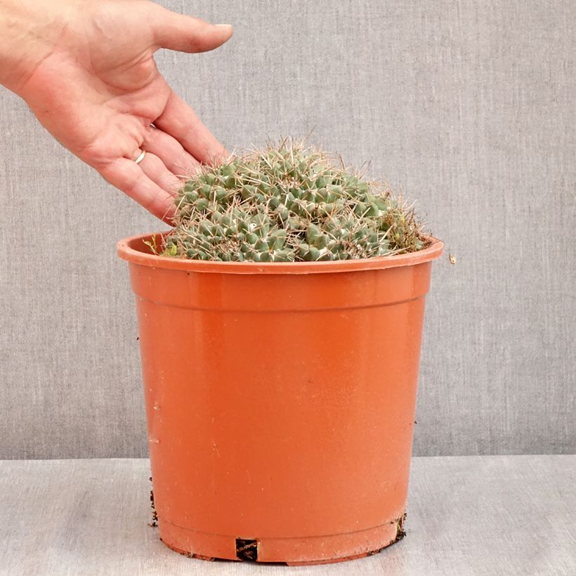 Spécimen de Cactus - Mammillaria compressa Pot de 4L/5L, 15/18 diamètre tel que livré en été