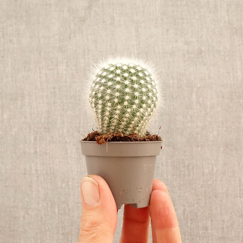 Spécimen de Cactus - Mammillaria hahniana Mini-plante tel que livré au printemps
