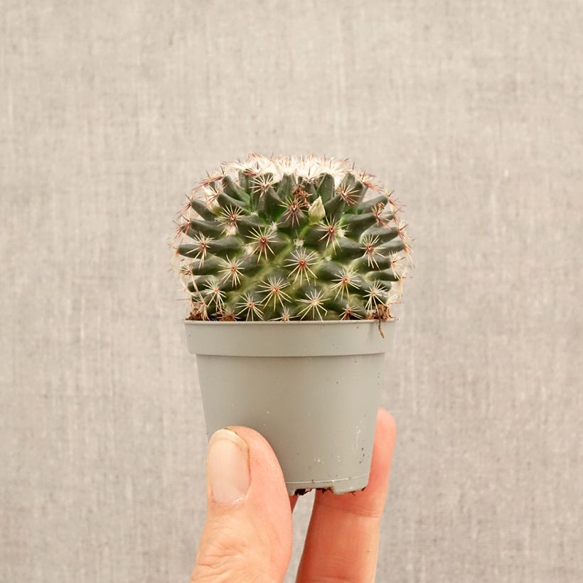 Spécimen de Cactus - Mammillaria marksiana Mini-plante tel que livré au printemps