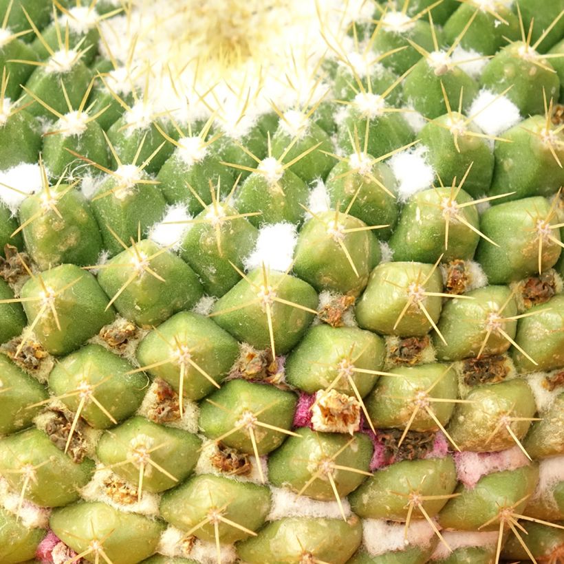 Cactus - Mammillaria marksiana (Feuillage)