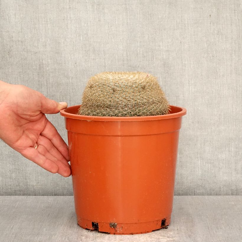 Spécimen de Cactus - Mammillaria muehlenpfordtii Pot de 4L/5L, 15/16 diamètre tel que livré au printemps