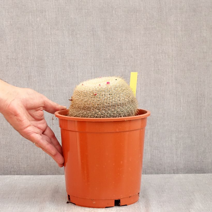 Spécimen de Cactus - Mammillaria muehlenpfordtii Pot de 4L/5L, 15/16 diamètre tel que livré en été