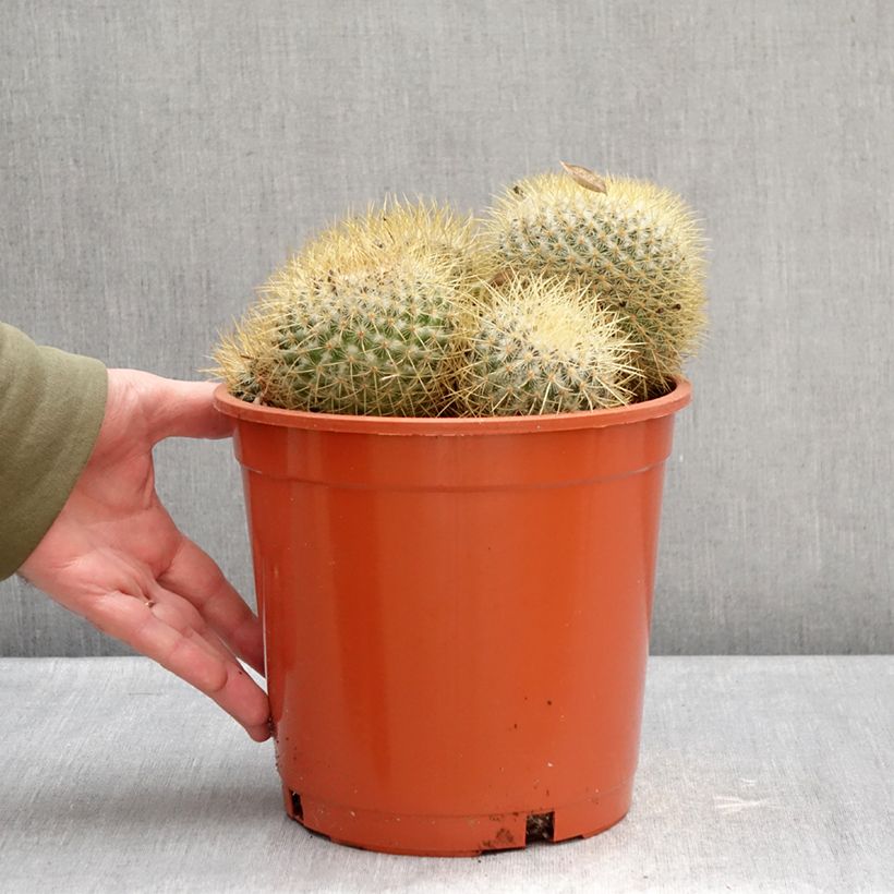 Spécimen de Cactus - Mammillaria pringlei Pot de 4L/5L, 18/20 diamètre tel que livré en hiver