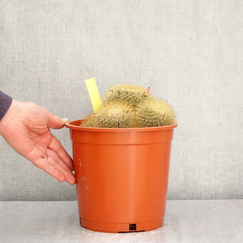 Spécimen de Cactus - Mammillaria pringlei Pot de 4L/5L, 18/20 diamètre tel que livré au printemps