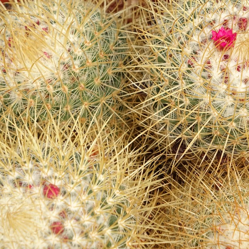Cactus - Mammillaria pringlei (Feuillage)