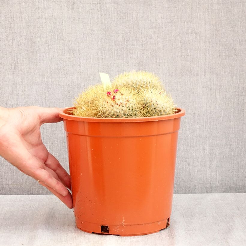 Spécimen de Cactus - Mammillaria pringlei Pot de 4L/5L, 18/20 diamètre tel que livré en été